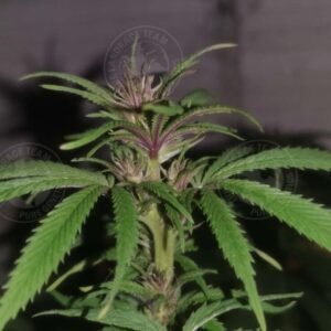 UZBEKISTAN x NIGERIAN PURPLE