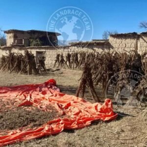 WAZIRISTAN