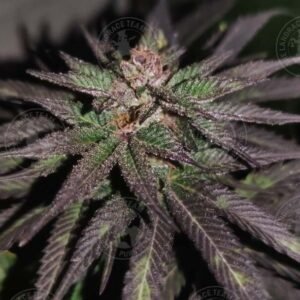 ZACATECAS x DEEP CHUNK
