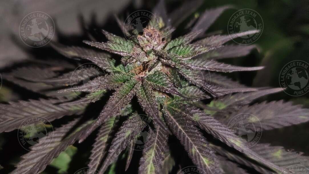ZACATECAS x DEEP CHUNK