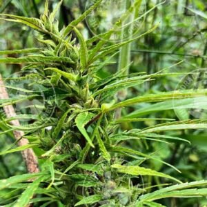 THAI KROENG KRAWIA