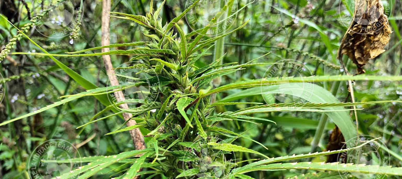 THAI KROENG KRAWIA